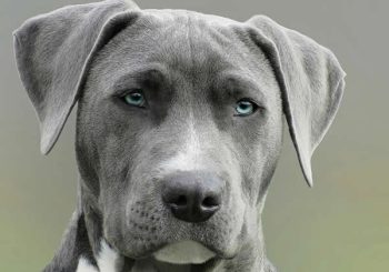 Cachorro com fraqueza nas pernas: o que pode ser?