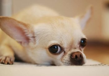Higiene pet: com o que se preocupar